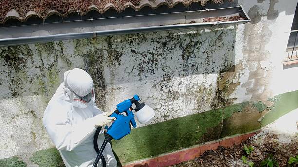 Top rated local Mold Remediation specialists in Forest Park, GA